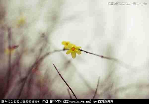 唯美花卉迎春花|花卉