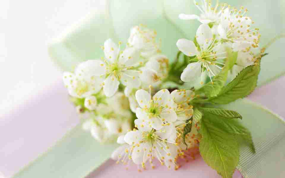 日绿色清新唯美花卉图片