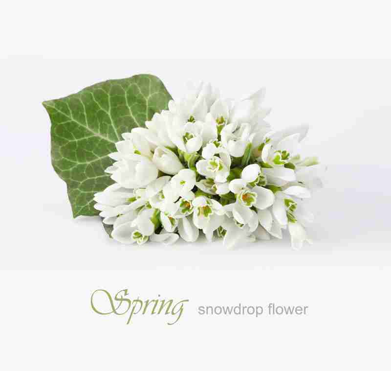 唯美白色花卉图片