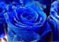 蓝色妖姬唯美鲜花
