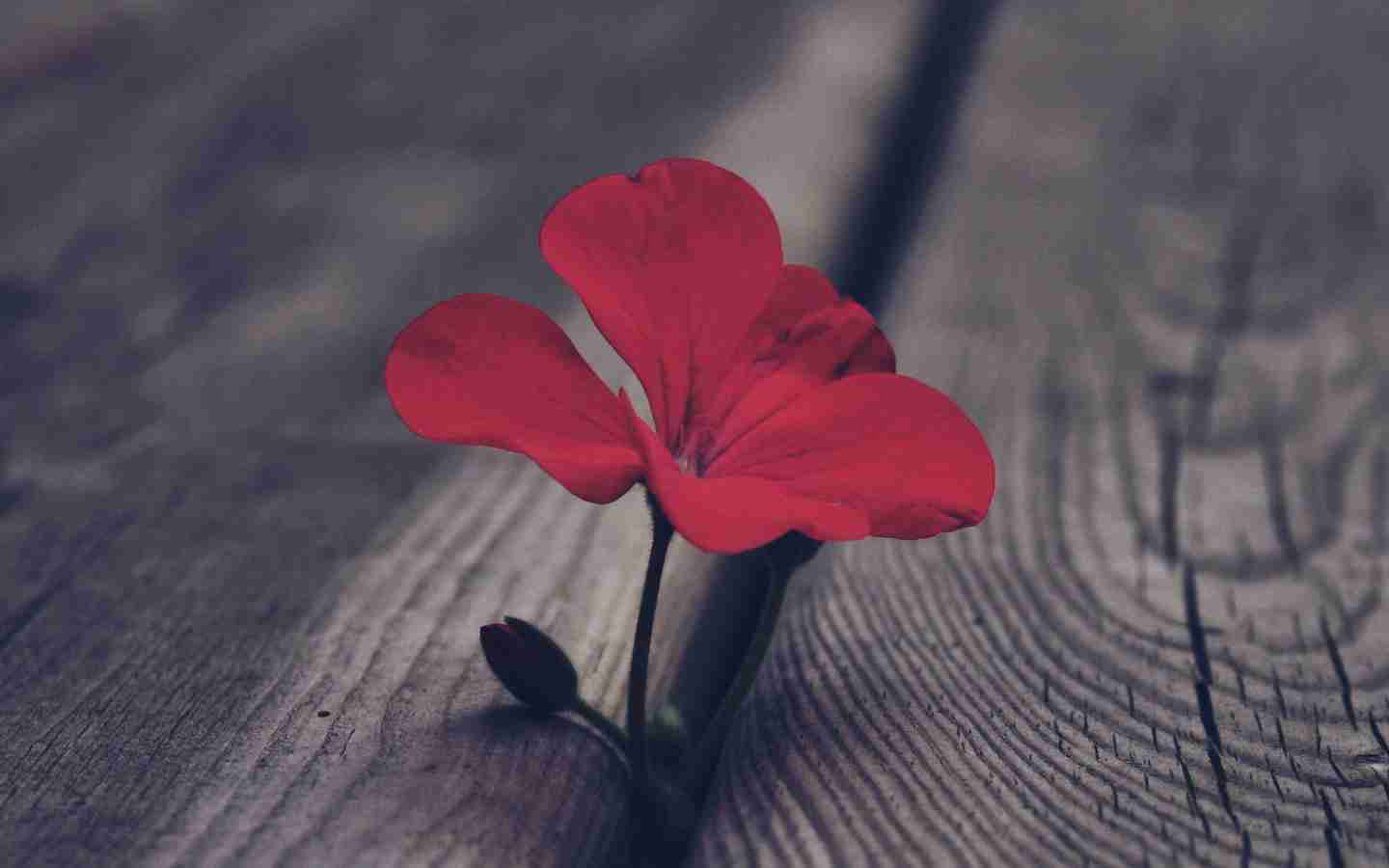 天竺葵|唯美|鲜花