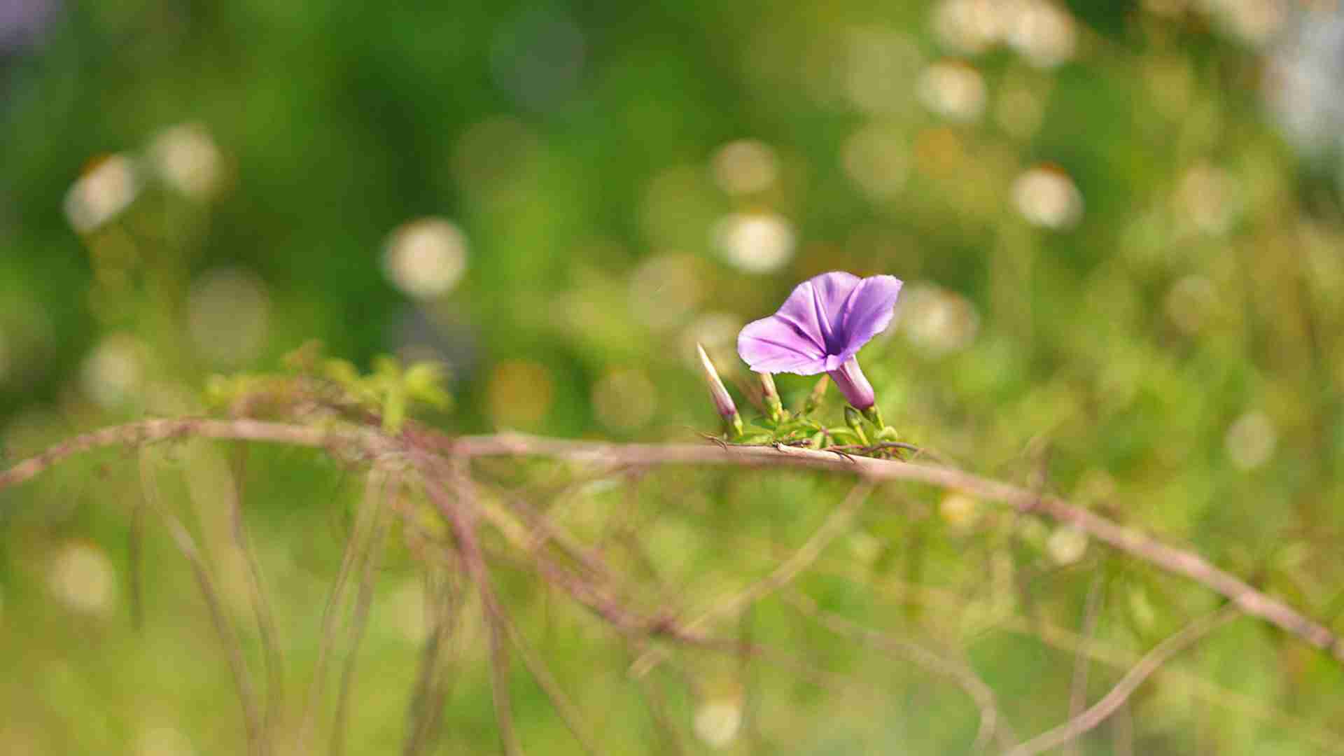 唯美花朵鲜花喇叭花图片