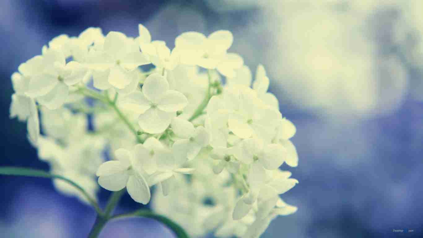 万千花卉|精美花卉|精美花朵|唯美花卉|花卉花朵