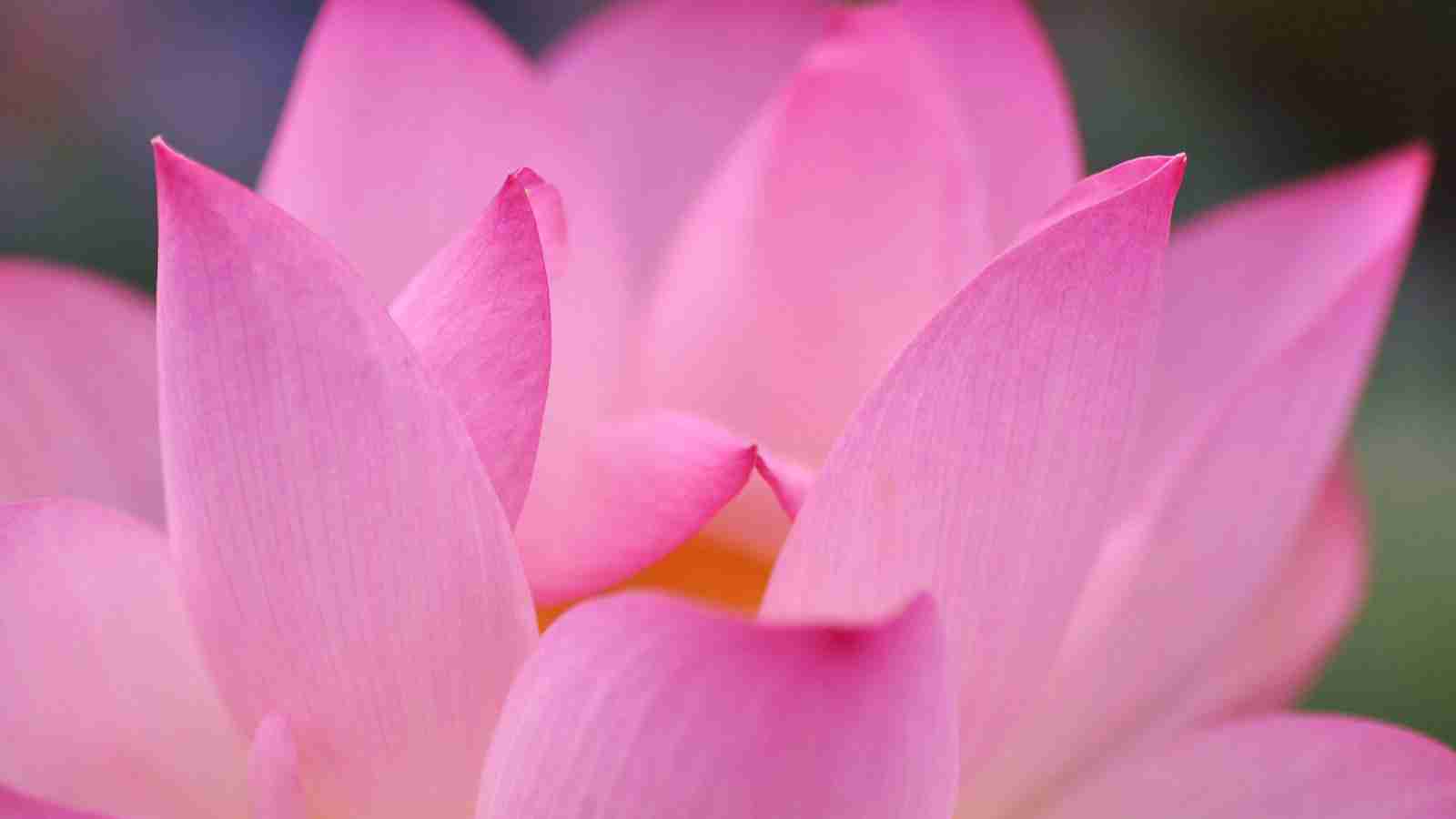 微信头像唯美养眼植物花卉