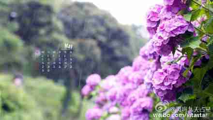 唯美花卉|紫阳花图片