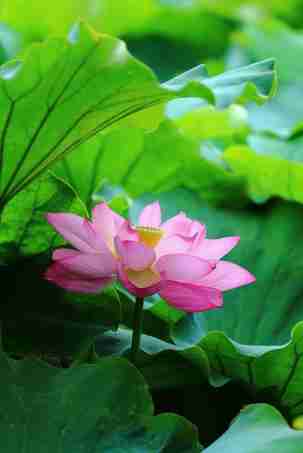 唯美花卉|荷花图片