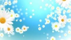 唯美鲜花背景视频