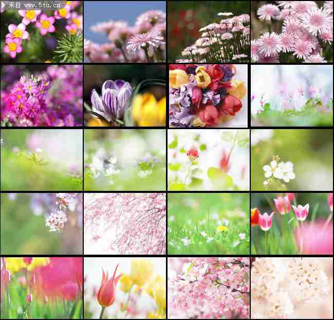 唯美典雅花卉大全