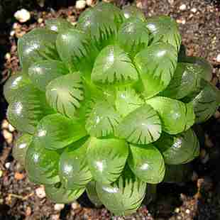 可爱的多肉植物_扣扣_风景