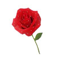 希望是荷花或者玫瑰那样的