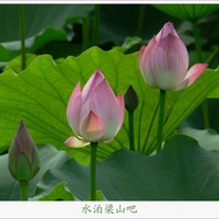 小花微距荷花