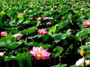 沙湖旅游景点;荷花苑;