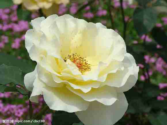 绽放的鲜花摄影图_花卉