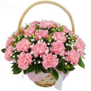 全国鲜花速递支粉色康乃馨手提花篮