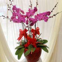 哲尼柯鲜花速递高品质蝴蝶兰新年礼物送客户送朋友