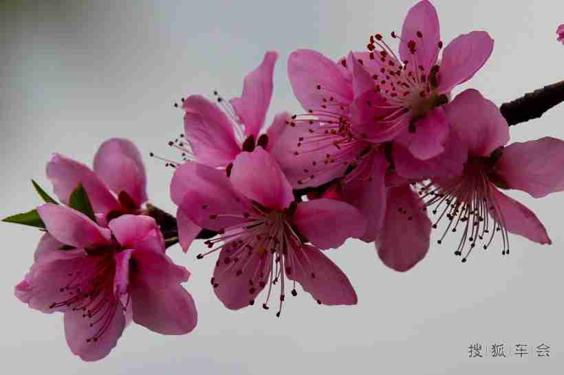 鲜花粉红色桃花高清图片