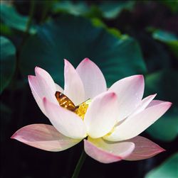 鲜花与蝴蝶鲜花与蝴蝶图片