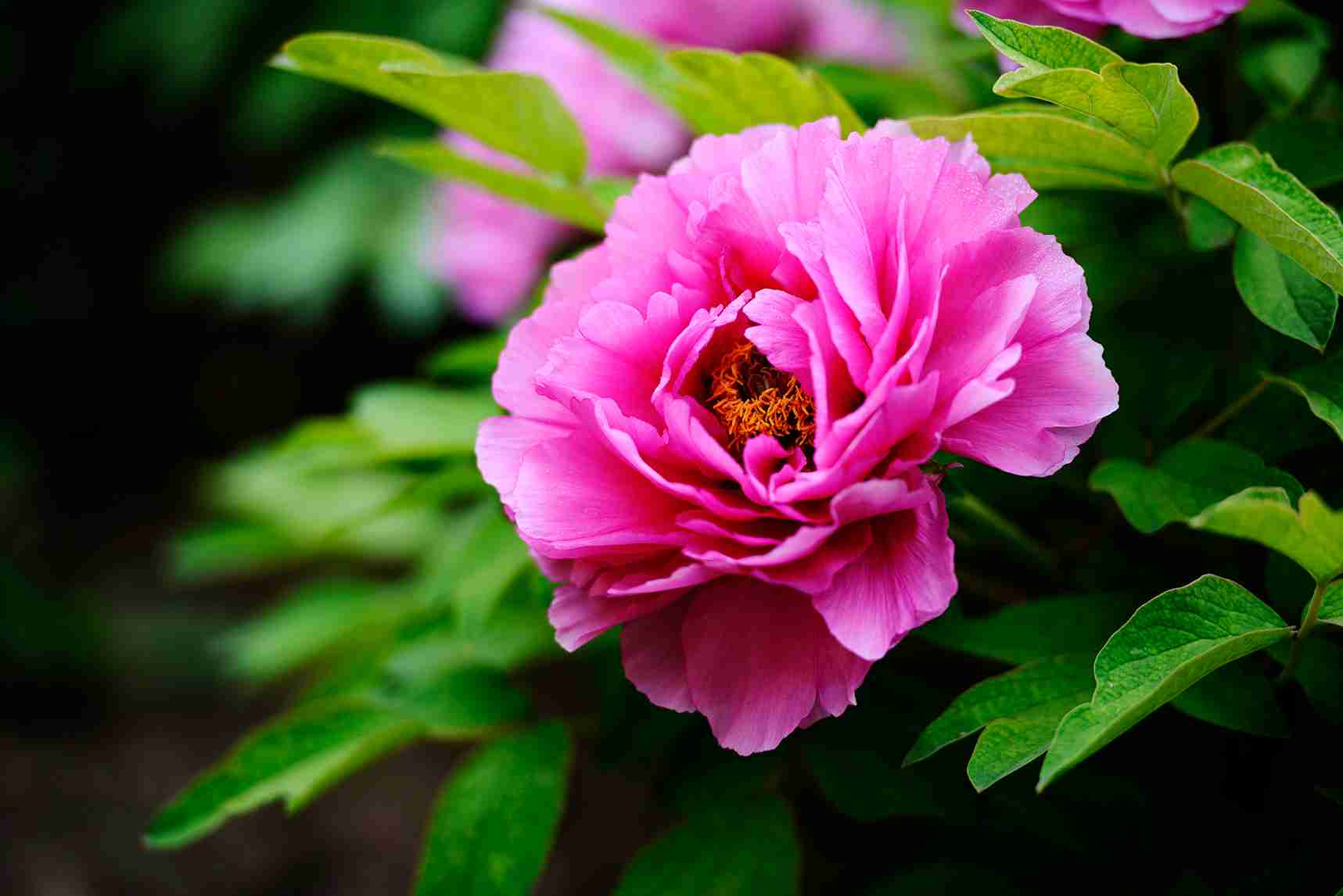 鲜花系列粉色牡丹花摄影