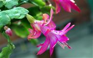 蟹爪兰美丽鲜花特写