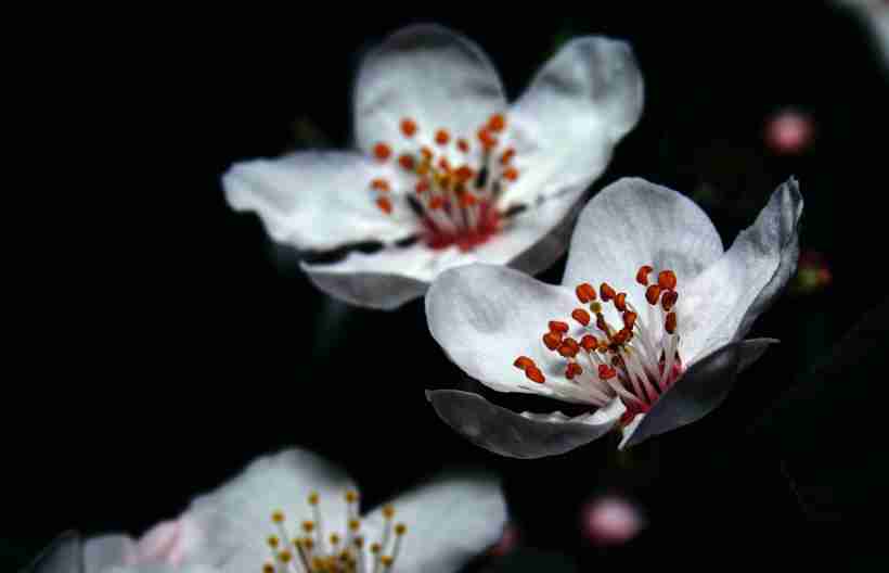 鲜花白色梅花摄影