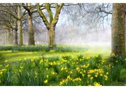 树林里的鲜花图片