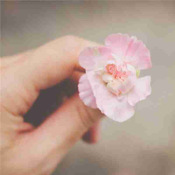 木板上的鲜花