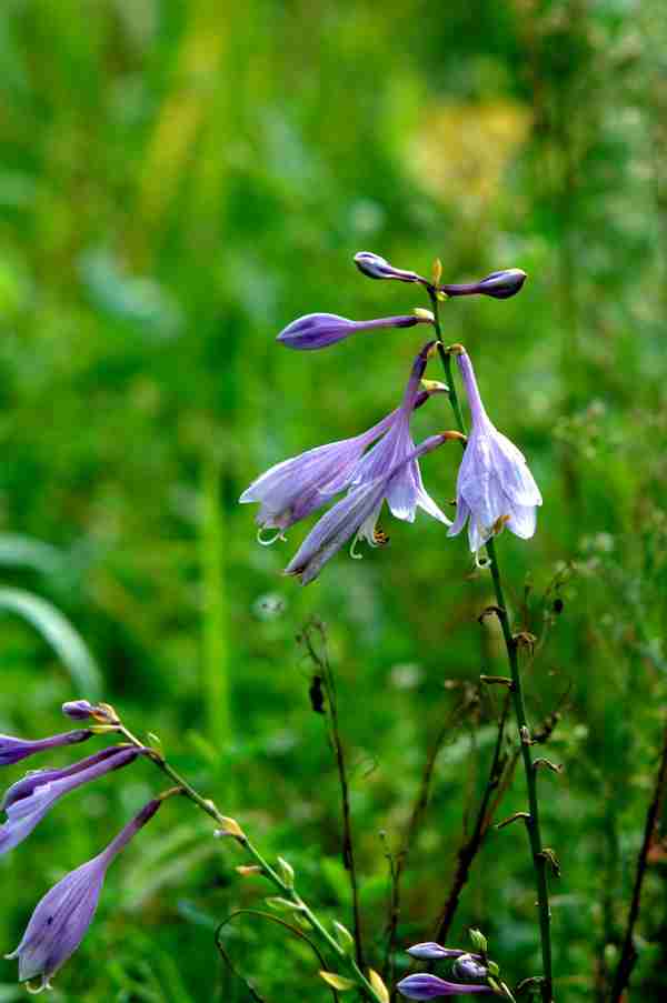 鲜花美女百草园