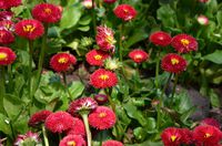 美女和花江苏拍客