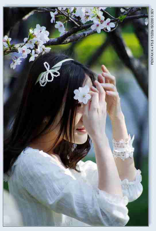 樱花の美女_人在海上漂作品