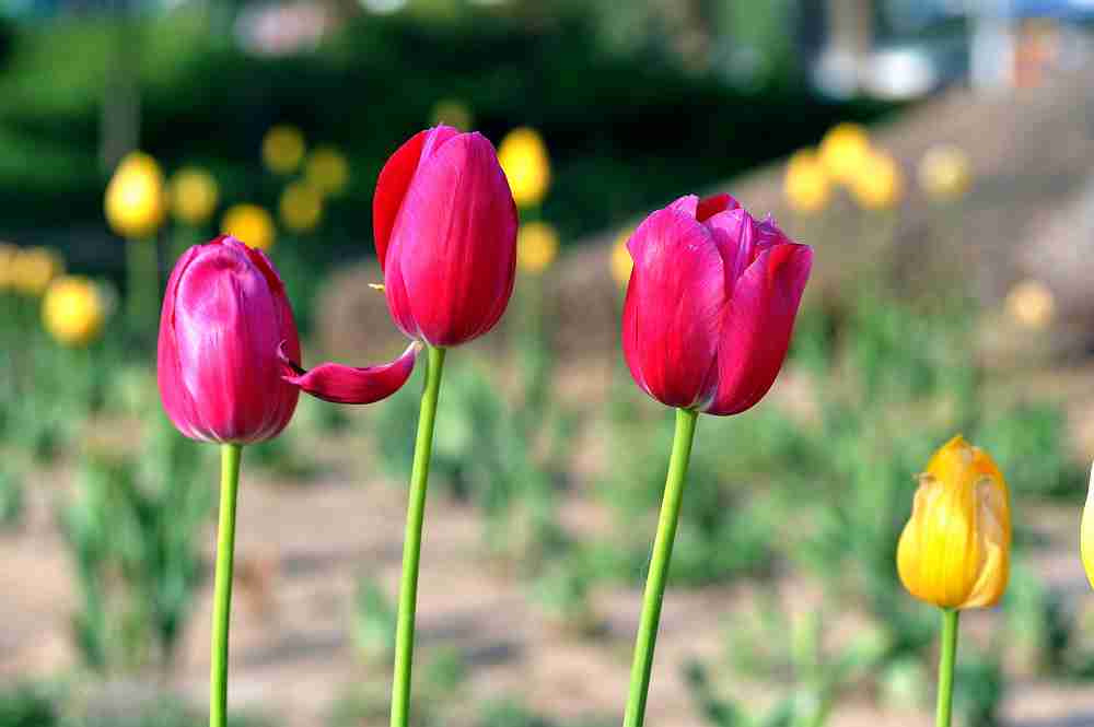 俊男|鲜花与美女