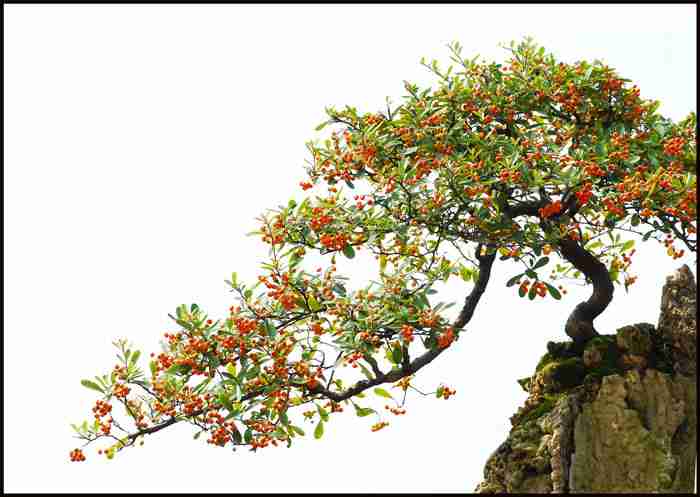 南充花展美女胜过鲜花图