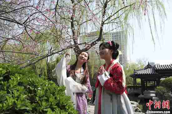 古装美女赏樱花|x像素