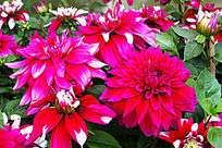 花丛图片模板下载图片编号