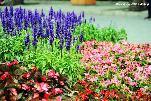 年月日花丛花卉