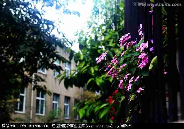 阳台花丛|时尚生活|生活百科