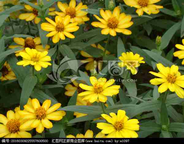 花丛|花卉|植物花草|摄影