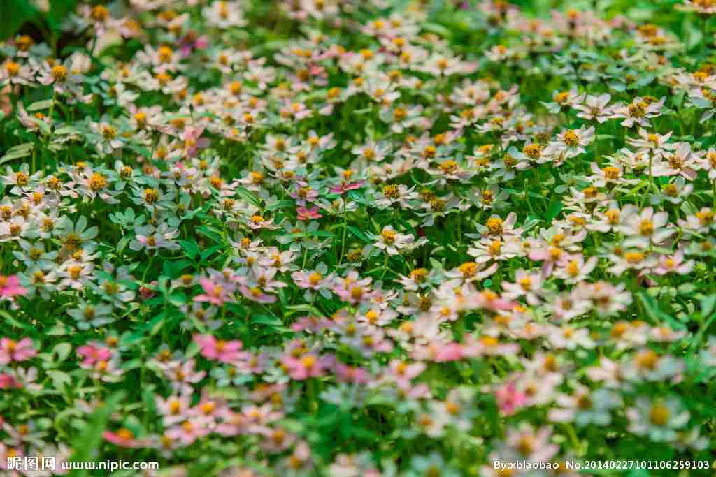 花丛摄影图__国外旅游