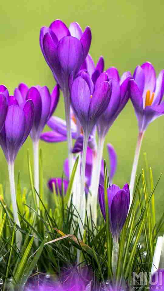 植物|花丛|花朵|花圃|紫色|紫色|x像素