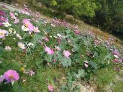 园艺中花丛是用几株或几十株花卉组合成丛的自然式