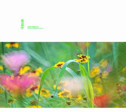 花丛中生态摄影运动拍客poco摄影作品展示