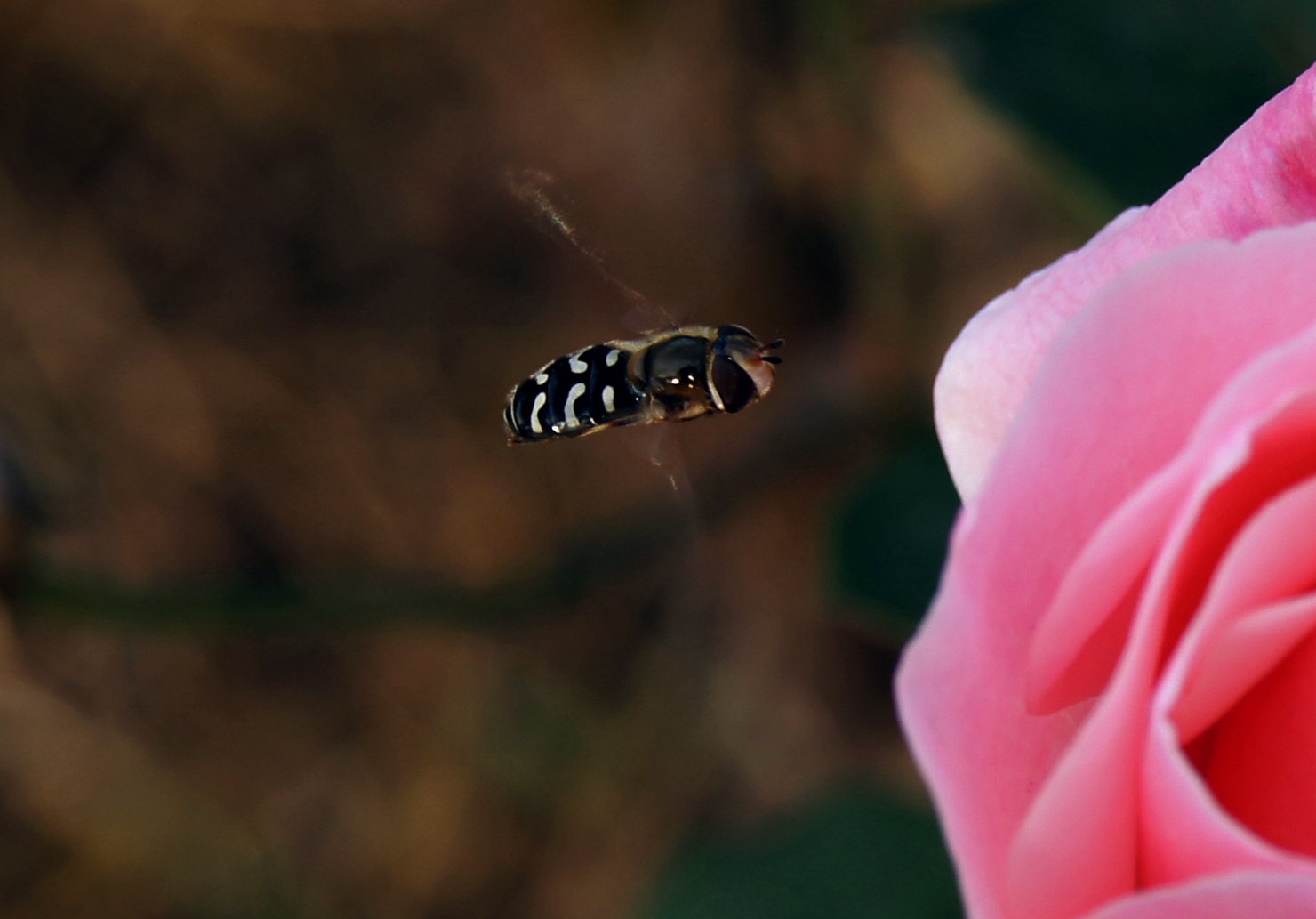 飞在花丛中啊~蜂鸟摄影论坛