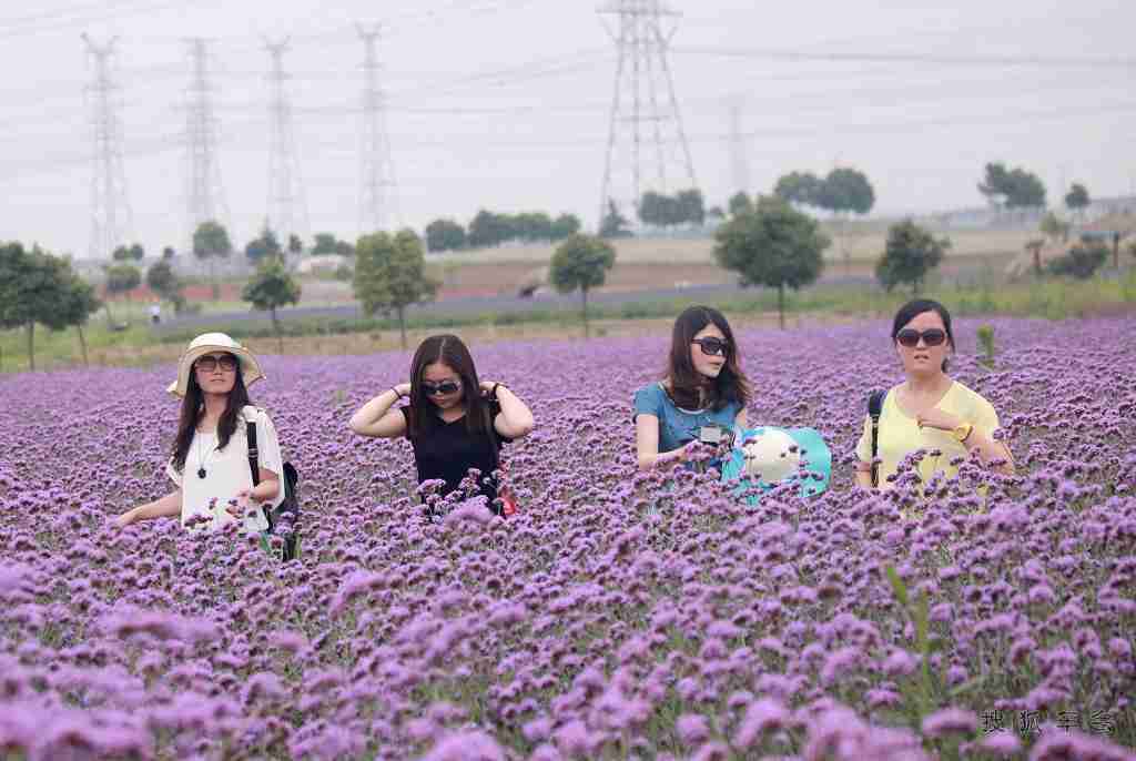 花丛中一群快乐的女人摄影图片人像摄影