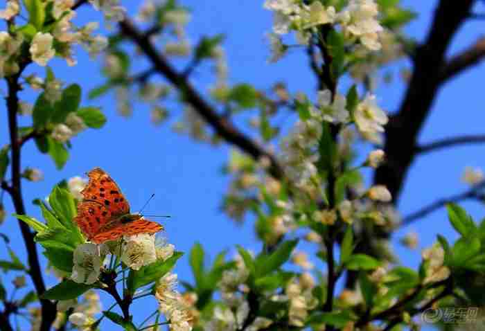 蝴蝶飞在花丛中_安徽车友会