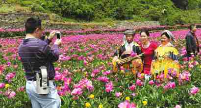 游人在芍药花丛中合影