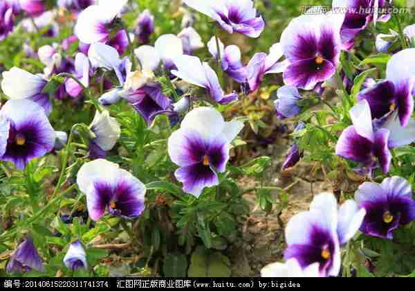 花朵花丛|花卉|植物花草