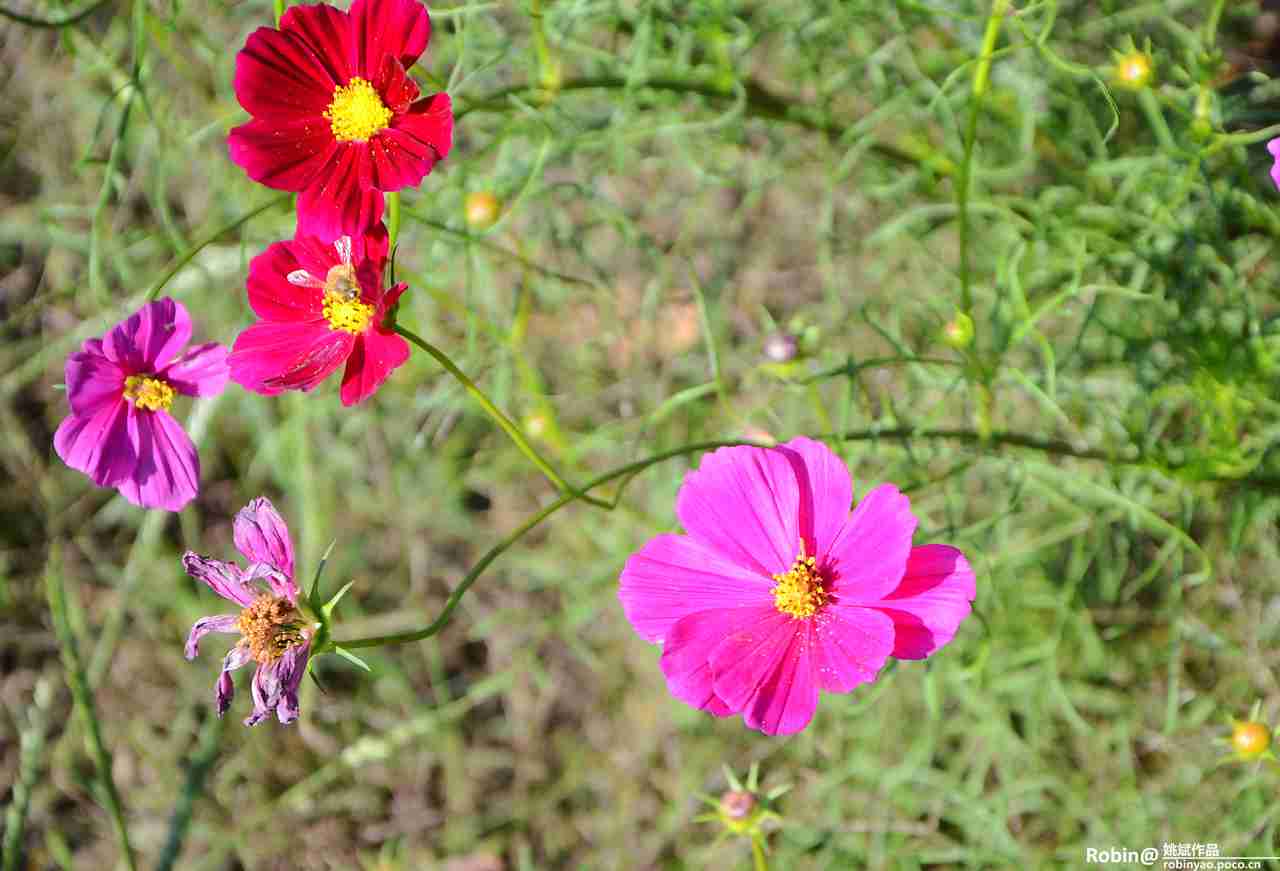 花丛手机上pocompococn