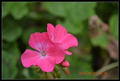 人在花丛中|帅哥|你不开心么?美女看起来心情很美好!