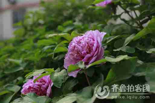 百花丛中最鲜艳牡丹