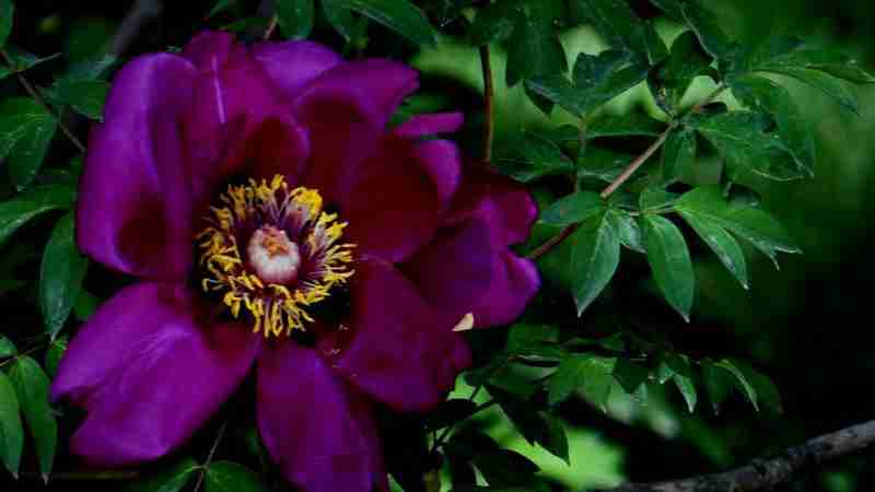 百花丛中最鲜艳摄影