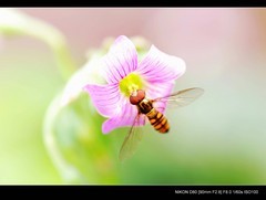 蜂舞花丛采蜜忙~~~微距摄影论坛zol中关村在线